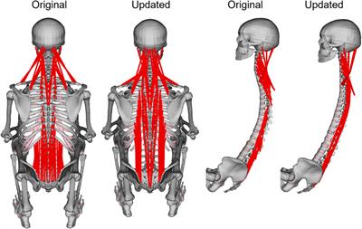Investigating sources for variability in volunteer kinematics in a braking maneuver, a sensitivity analysis with an active human body model